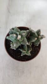 MATRIZ ASTROPHYTUM cv KIKKO "COLÔNIA"  Nº 925 – vaso 11 - Imagem 7