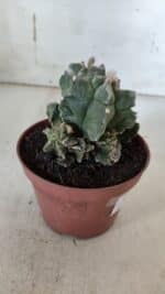 MATRIZ ASTROPHYTUM cv KIKKO "COLÔNIA"  Nº 925 – vaso 11 - Imagem 6