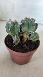 MATRIZ ASTROPHYTUM cv KIKKO "COLÔNIA"  Nº 925 – vaso 11 - Imagem 5