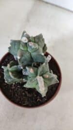 MATRIZ ASTROPHYTUM cv KIKKO "COLÔNIA"  Nº 925 – vaso 11 - Imagem 4