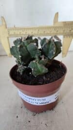 MATRIZ ASTROPHYTUM cv KIKKO "COLÔNIA"  Nº 925 – vaso 11 - Imagem 3