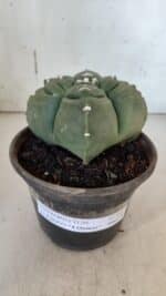 ASTROPHYTUM cv KIKKO "4 Quinas"  Nº 949 – vaso 15 - Imagem 2