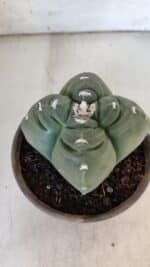 ASTROPHYTUM cv KIKKO "4 Quinas"  Nº 949 – vaso 15 - Imagem 9