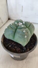 ASTROPHYTUM cv KIKKO "4 Quinas"  Nº 949 – vaso 15 - Imagem 8