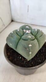 ASTROPHYTUM cv KIKKO "4 Quinas"  Nº 949 – vaso 15 - Imagem 7