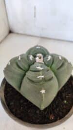 ASTROPHYTUM cv KIKKO "4 Quinas"  Nº 949 – vaso 15 - Imagem 6