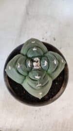 ASTROPHYTUM cv KIKKO "4 Quinas"  Nº 949 – vaso 15 - Imagem 3