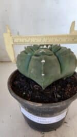 ASTROPHYTUM cv KIKKO "4 Quinas"  Nº 949 – vaso 15 - Imagem 4