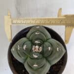 ASTROPHYTUM cv KIKKO "4 Quinas"  Nº 949 – vaso 15