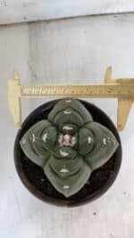 ASTROPHYTUM cv KIKKO "4 Quinas"  Nº 949 – vaso 15