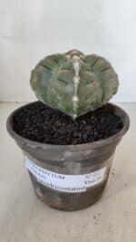 ASTROPHYTUM cv KIKKO "4 QUINAS"  Nº 952 – vaso 15 - Imagem 2