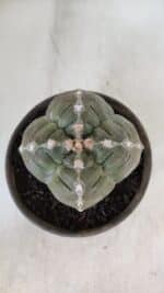 ASTROPHYTUM cv KIKKO "4 QUINAS"  Nº 952 – vaso 15 - Imagem 3