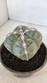 ASTROPHYTUM cv KIKKO "4 QUINAS"  Nº 952 – vaso 15 - Imagem 8