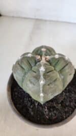 ASTROPHYTUM cv KIKKO "4 QUINAS"  Nº 952 – vaso 15 - Imagem 7