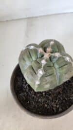 ASTROPHYTUM cv KIKKO "4 QUINAS"  Nº 952 – vaso 15 - Imagem 6