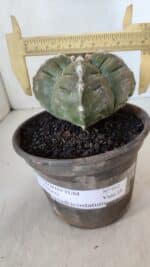 ASTROPHYTUM cv KIKKO "4 QUINAS"  Nº 952 – vaso 15 - Imagem 4