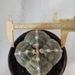 ASTROPHYTUM cv KIKKO "4 QUINAS"  Nº 952 – vaso 15