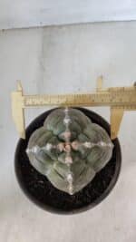 ASTROPHYTUM cv KIKKO "4 QUINAS"  Nº 952 – vaso 15