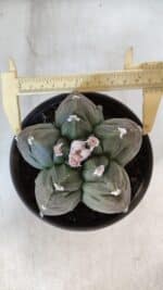 MATRIZ ASTROPHYTUM cv KIKKO  Nº 930 – vaso 15