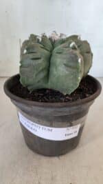 MATRIZ ASTROPHYTUM cv KIKKO  Nº 930 – vaso 15 - Imagem 2