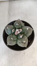 MATRIZ ASTROPHYTUM cv KIKKO  Nº 930 – vaso 15 - Imagem 10