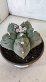 MATRIZ ASTROPHYTUM cv KIKKO  Nº 930 – vaso 15 - Imagem 9