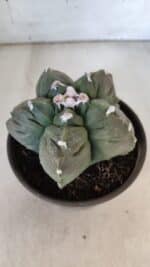 MATRIZ ASTROPHYTUM cv KIKKO  Nº 930 – vaso 15 - Imagem 8