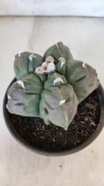 MATRIZ ASTROPHYTUM cv KIKKO  Nº 930 – vaso 15 - Imagem 7