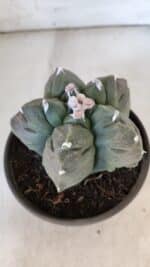 MATRIZ ASTROPHYTUM cv KIKKO  Nº 930 – vaso 15 - Imagem 6