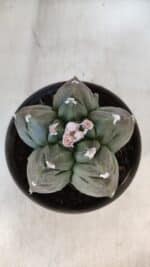 MATRIZ ASTROPHYTUM cv KIKKO  Nº 930 – vaso 15 - Imagem 3