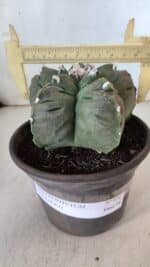 MATRIZ ASTROPHYTUM cv KIKKO  Nº 930 – vaso 15 - Imagem 4