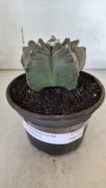MATRIZ ASTROPHYTUM cv KIKKO  Nº 931 – vaso 15 - Imagem 2