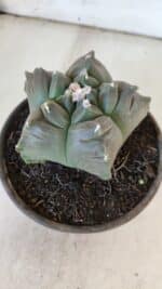 MATRIZ ASTROPHYTUM cv KIKKO  Nº 931 – vaso 15 - Imagem 8