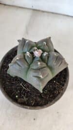 MATRIZ ASTROPHYTUM cv KIKKO  Nº 931 – vaso 15 - Imagem 7