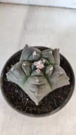 MATRIZ ASTROPHYTUM cv KIKKO  Nº 931 – vaso 15 - Imagem 3