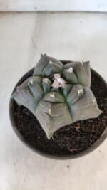 MATRIZ ASTROPHYTUM cv KIKKO  Nº 931 – vaso 15 - Imagem 6