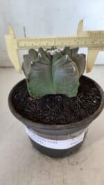 MATRIZ ASTROPHYTUM cv KIKKO  Nº 931 – vaso 15 - Imagem 4