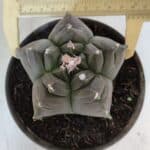 MATRIZ ASTROPHYTUM cv KIKKO  Nº 931 – vaso 15