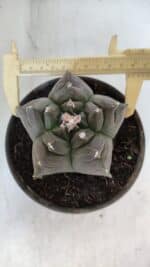 MATRIZ ASTROPHYTUM cv KIKKO  Nº 931 – vaso 15