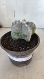 ASTROPHYTUM cv KIKKO  Nº 932 – vaso 15 - Imagem 2