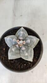 ASTROPHYTUM cv KIKKO  Nº 932 – vaso 15 - Imagem 3