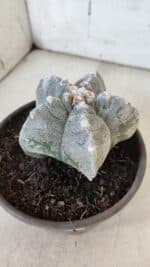 ASTROPHYTUM cv KIKKO  Nº 932 – vaso 15 - Imagem 7