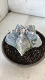 ASTROPHYTUM cv KIKKO  Nº 932 – vaso 15 - Imagem 9