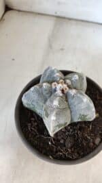 ASTROPHYTUM cv KIKKO  Nº 932 – vaso 15 - Imagem 8