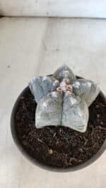 ASTROPHYTUM cv KIKKO  Nº 932 – vaso 15 - Imagem 6