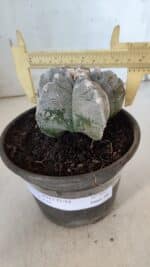 ASTROPHYTUM cv KIKKO  Nº 932 – vaso 15 - Imagem 4