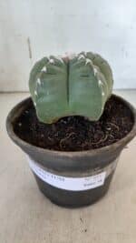 ASTROPHYTUM cv KIKKO  Nº 933 – vaso 15 - Imagem 2