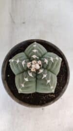ASTROPHYTUM cv KIKKO  Nº 933 – vaso 15 - Imagem 3