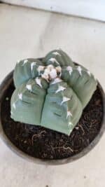 ASTROPHYTUM cv KIKKO  Nº 933 – vaso 15 - Imagem 9