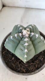 ASTROPHYTUM cv KIKKO  Nº 933 – vaso 15 - Imagem 8